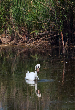 A beautiful white swan swims in the water. Behavior of a wild bird in nature. Animal wildlife wallpaper background.の写真素材