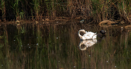 A beautiful white swan swims in the water. Behavior of a wild bird in nature. Animal wildlife wallpaper background.の写真素材