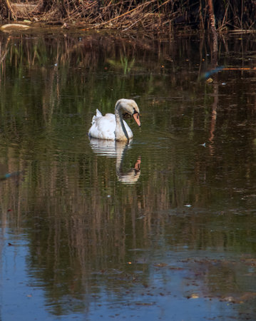 A beautiful white swan swims in the water. Behavior of a wild bird in nature. Animal wildlife wallpaper background.の写真素材