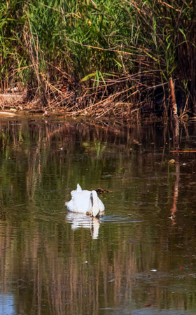 A beautiful white swan swims in the water. Behavior of a wild bird in nature. Animal wildlife wallpaper background.の写真素材