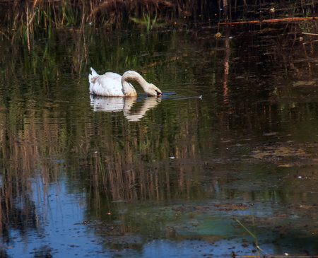 A beautiful white swan swims in the water. Behavior of a wild bird in nature. Animal wildlife wallpaper background.の写真素材