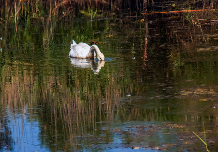 A beautiful white swan swims in the water. Behavior of a wild bird in nature. Animal wildlife wallpaper background.の写真素材