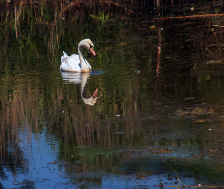 A beautiful white swan swims in the water. Behavior of a wild bird in nature. Animal wildlife wallpaper background.の写真素材