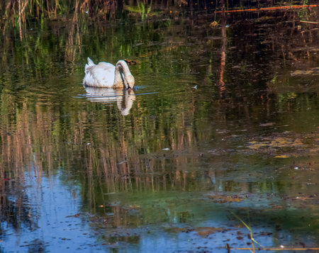 A beautiful white swan swims in the water. Behavior of a wild bird in nature. Animal wildlife wallpaper background.の写真素材