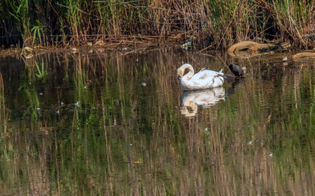 A beautiful white swan swims in the water. Behavior of a wild bird in nature. Animal wildlife wallpaper background.の写真素材