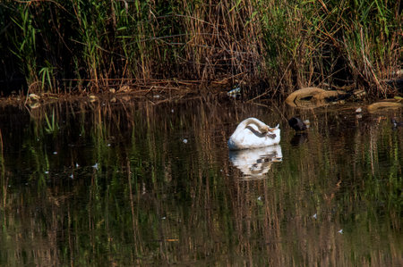 A beautiful white swan swims in the water. Behavior of a wild bird in nature. Animal wildlife wallpaper background.の写真素材