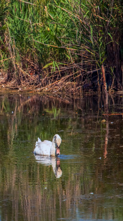 A beautiful white swan swims in the water. Behavior of a wild bird in nature. Animal wildlife wallpaper background.の写真素材