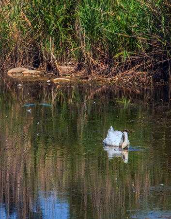 A beautiful white swan swims in the water. Behavior of a wild bird in nature. Animal wildlife wallpaper background.の写真素材