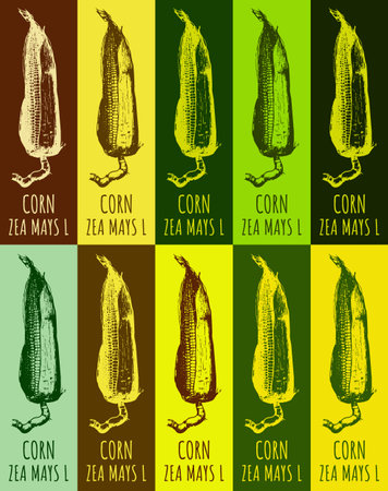 Set of vector drawing CORN in various colors. Hand drawn illustration. The Latin name is ZEA MAYS Lのイラスト素材