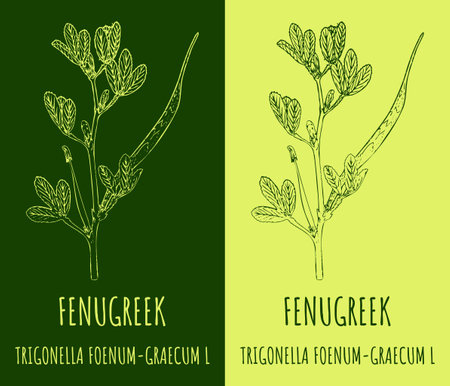 Vector drawing FENUGREEK. Hand drawn illustration. The Latin name is TRIGONELLA FOENUM-GRAECUM Lのイラスト素材
