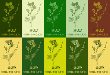 Set of vector drawing FENUGREEK in various colors. Hand drawn illustration. The Latin is TRIGONELLA FOENUM-GRAECUM Lのイラスト素材