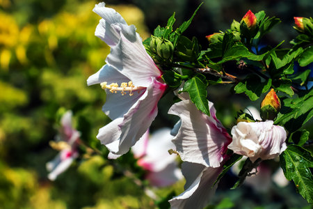 Hibiscus syriacus beautiful white flowers with burgundy eyeの写真素材