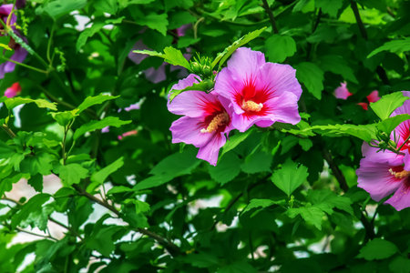 Hibiscus syriacus beautiful white flowers with burgundy eyeの写真素材
