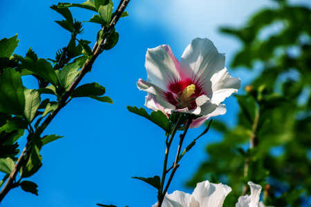 Hibiscus syriacus beautiful white flowers with burgundy eyeの写真素材