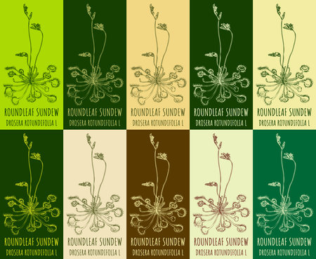 Set of vector drawing ROUNDLEAF SUNDEW in various colors. Hand drawn illustration. The Latin is DROSERA ROTUNDIFOLIA Lのイラスト素材