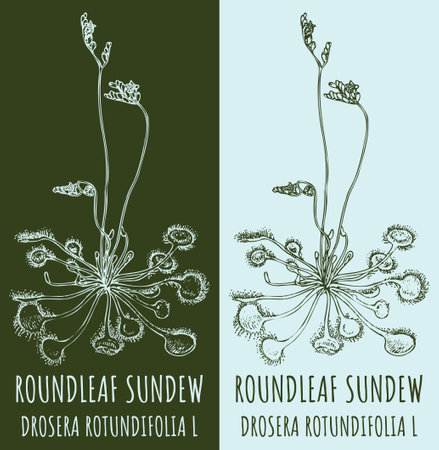 Vector drawing ROUNDLEAF SUNDEW. Hand drawn illustration. The Latin name is DROSERA ROTUNDIFOLIA Lのイラスト素材