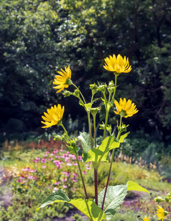 Silphium perfoliatum, the cup plant or cup-plant, is a species of flowering plant in the family Asteraceae, energy crop, silage, biomassの写真素材