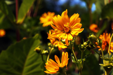 Silphium perfoliatum, the cup plant or cup-plant, is a species of flowering plant in the family Asteraceae, energy crop, silage, biomassの写真素材