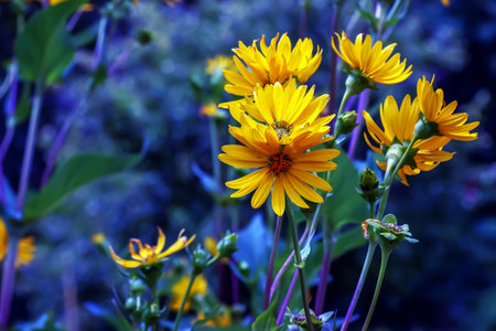 Silphium perfoliatum, the cup plant or cup-plant, is a species of flowering plant in the family Asteraceae, energy crop, silage, biomassの写真素材
