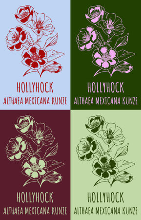 Set of vector drawing of HOLLYHOCK in various colors. hand drawn illustration. Latin name ALTHAEA MEXICANA.のイラスト素材