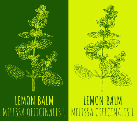 Vector drawing LEMON BALM. hand drawn illustration. The Latin name is MELISSA OFFICINALIS L.のイラスト素材