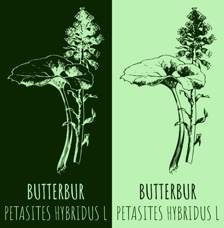 Vector drawing BUTTERBUR. hand drawn illustration. The Latin name is PETASITES HYBRIDUS L.のイラスト素材