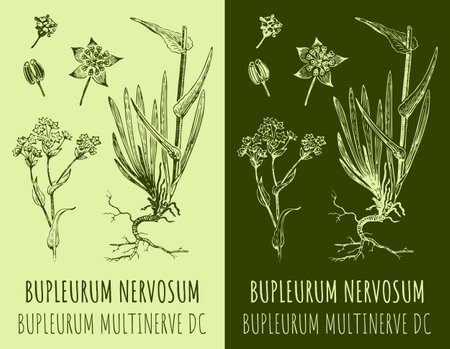Vector drawing BUPLEURUM NERVOSUM . hand drawn illustration. The Latin name is BUPLEURUM MULTINERVE DC.のイラスト素材
