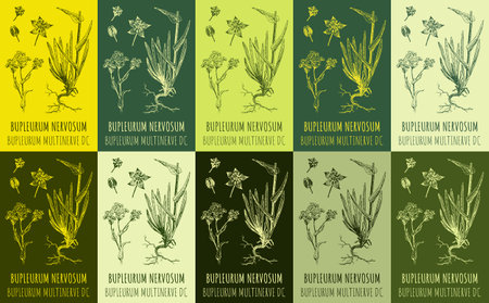 Set of vector drawing BUPLEURUM NERVOSUM in various colors. hand drawn illustration. The Latin name is BUPLEURUM MULTINERVE DC.のイラスト素材