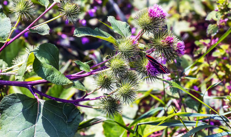Vanessa atlanta or Red Admiral Butterfly gathers nectar on GREATER BURDOCK or ARCTIUM LAPPA L flowersの写真素材