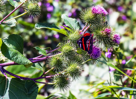 Vanessa atlanta or Red Admiral Butterfly gathers nectar on GREATER BURDOCK or ARCTIUM LAPPA L flowersの写真素材