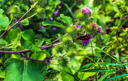 Vanessa atlanta or Red Admiral Butterfly gathers nectar on GREATER BURDOCK or ARCTIUM LAPPA L flowersの写真素材