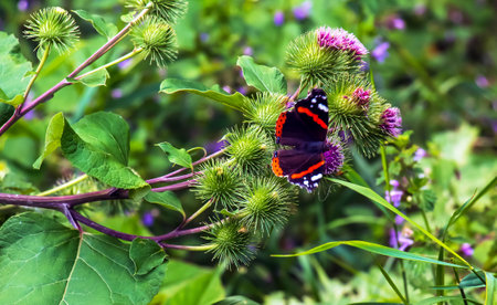 Vanessa atlanta or Red Admiral Butterfly gathers nectar on GREATER BURDOCK or ARCTIUM LAPPA L flowersの写真素材