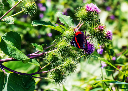 Vanessa atlanta or Red Admiral Butterfly gathers nectar on GREATER BURDOCK or ARCTIUM LAPPA L flowersの写真素材