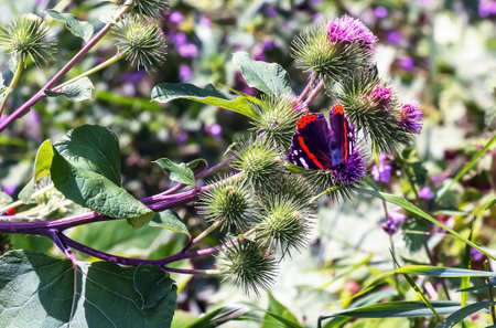 Vanessa atlanta or Red Admiral Butterfly gathers nectar on GREATER BURDOCK or ARCTIUM LAPPA L flowersの写真素材