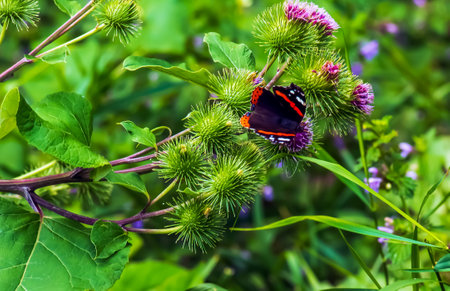 Vanessa atlanta or Red Admiral Butterfly gathers nectar on GREATER BURDOCK or ARCTIUM LAPPA L flowersの写真素材