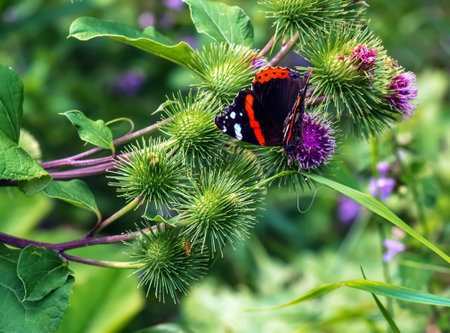 Vanessa atlanta or Red Admiral Butterfly gathers nectar on GREATER BURDOCK or ARCTIUM LAPPA L flowersの写真素材