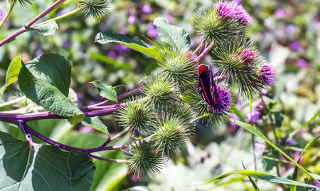 Vanessa atlanta or Red Admiral Butterfly gathers nectar on GREATER BURDOCK or ARCTIUM LAPPA L flowersの写真素材