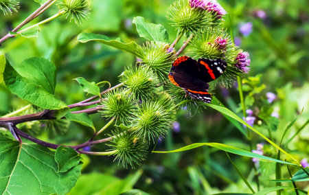 Vanessa atlanta or Red Admiral Butterfly gathers nectar on GREATER BURDOCK or ARCTIUM LAPPA L flowersの写真素材