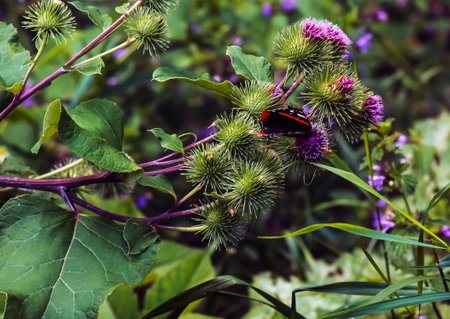 Vanessa atlanta or Red Admiral Butterfly gathers nectar on GREATER BURDOCK or ARCTIUM LAPPA L flowersの写真素材