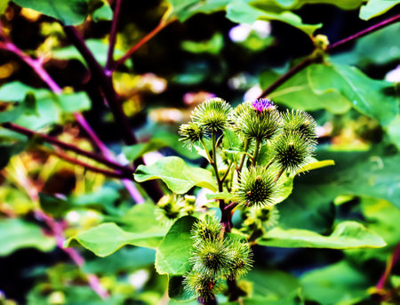 Greater burdock purple prickly flowers. Arctium lappa L plant.の写真素材