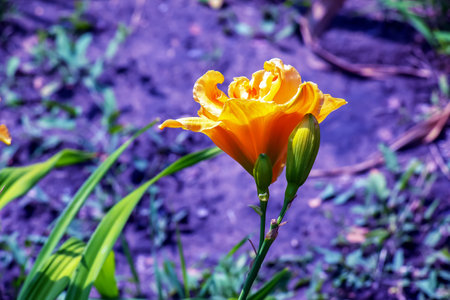 Blooming daylily flowers or Hemerocallis flower, close-up on a sunny day. The beauty of an ornamental flower in the gardenの写真素材