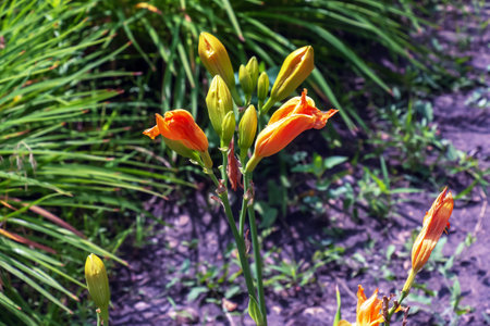 Blooming daylily flowers or Hemerocallis flower, close-up on a sunny day. The beauty of an ornamental flower in the gardenの写真素材