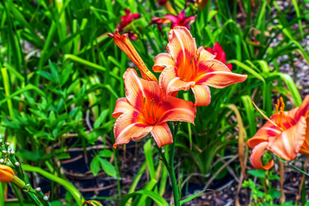 Hemerocallis fulva or the orange day-lily. Corn lily flowering in the garden. close up. Detail.の写真素材