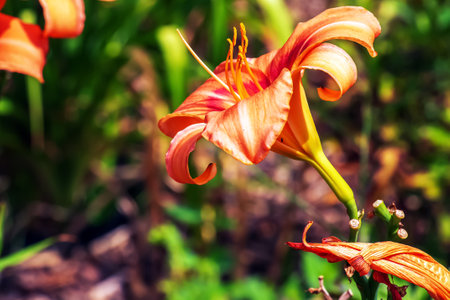 Hemerocallis fulva or the orange day-lily. Corn lily flowering in the garden. close up. Detail.の写真素材
