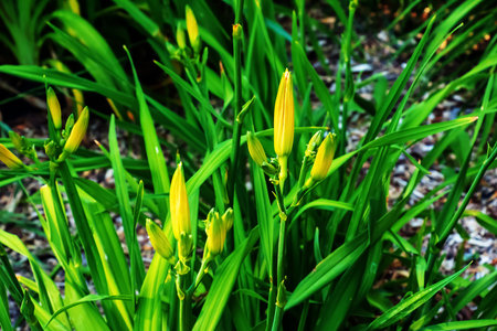 Blooming daylily flowers or Hemerocallis flower, close-up on a sunny day. Hemerocallis Nanners. The beauty of a decorative flower in the gardenの写真素材