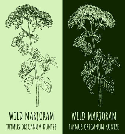 Vector drawing OREGANO. Hand drawn illustration. The Latin name is ORIGANUM VULGARE Lのイラスト素材