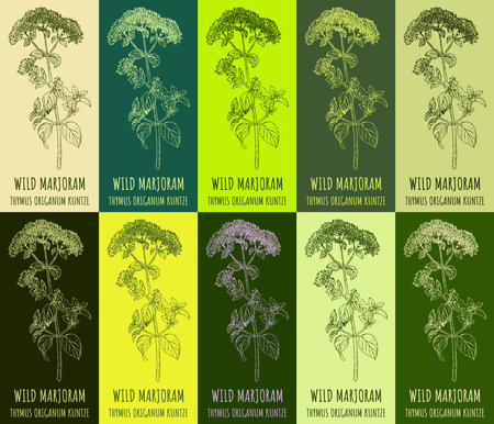 Set of vector drawing OREGANO in various colors. Hand drawn illustration. The Latin name is ORIGANUM VULGARE Lのイラスト素材
