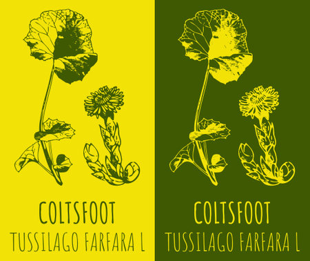 Vector drawing COLTSFOOT. hand drawn illustration. The Latin name is TUSSILAGO FARFARA L.のイラスト素材