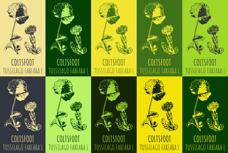 Set of vector drawing COLTSFOOT in various colors. hand drawn illustration. The Latin name is TUSSILAGO FARFARA L.のイラスト素材