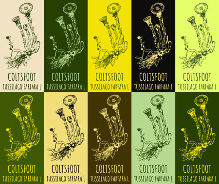 Set of vector drawing COLTSFOOT in various colors. hand drawn illustration. The Latin name is TUSSILAGO FARFARA L.のイラスト素材